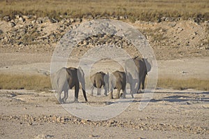 In Africas oldest wildlife national park there are lots of elephants