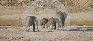 In Africas oldest wildlife national park there are lots of elephants