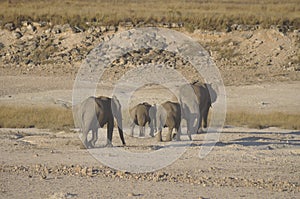 In Africas oldest wildlife national park there are lots of elephants photo