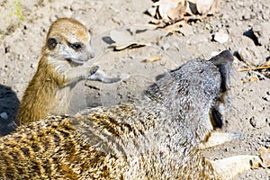 An Afriican meerkat baby on the ground