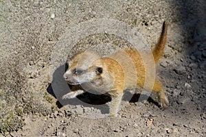 An Afriican meerkat baby on the ground