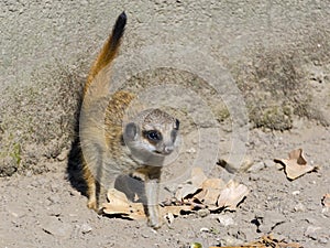 An Afriican meerkat baby on the ground