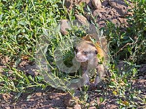 An Afriican meerkat baby in the plants