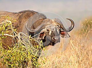 Afrikaanse buffel, Cape Buffalo, Syncerus caffer