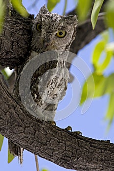 Afrikaanse Dwergooruil, African Scops-Owl, Otus senegalensis