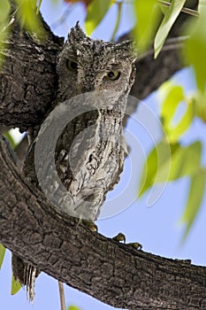 Afrikaanse Dwergooruil, African Scops-Owl, Otus senegalensis