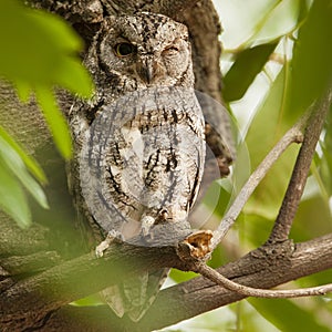 Afrikaanse Dwergooruil, African Scops-Owl, Otus senegalensis