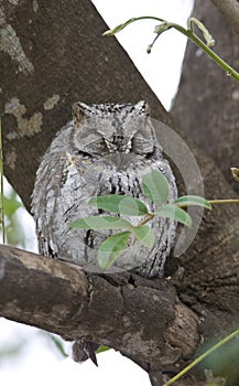 Afrikaanse Dwergooruil, African Scops-Owl, Otus senegalensis