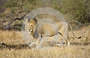 Afrikaanse Leeuw, African Lion, Panthera leo