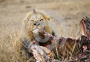 Afrikaanse Leeuw, African Lion, Panthera leo