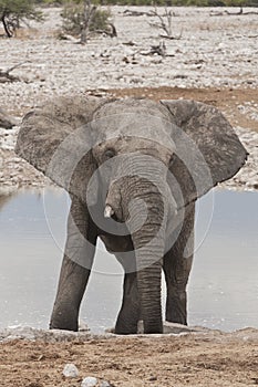 Afrikaanse Olifant, African Elephant, Loxodonta africana