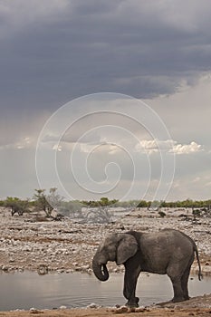 Afrikaanse Olifant, African Elephant, Loxodonta africana photo