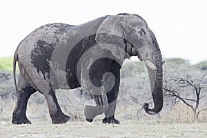 Afrikaanse Olifant, African Elephant, Loxodonta africana