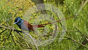 Afrikaanse Paradijsmonarch, African Paradise-Flycatcher, Terpsiphone viridis