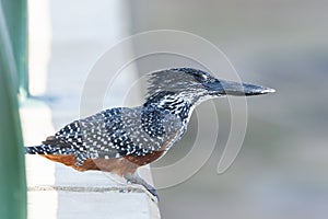 Afrikaanse Reuzenijsvogel, Giant Kingfisher, Megaceryle maxima