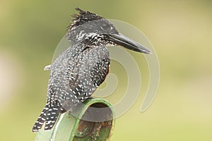 Afrikaanse Reuzenijsvogel, Giant Kingfisher, Megaceryle maxima