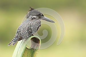 Afrikaanse Reuzenijsvogel, Giant Kingfisher, Megaceryle maxima