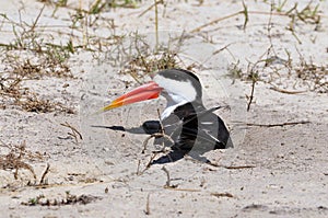 Afrikaanse Schaarbek, African Skimmer, Rynchops flavirostris