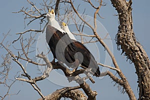 Afrikaanse Zeearend, African Fish Eagle, Haliaeetus vocifer