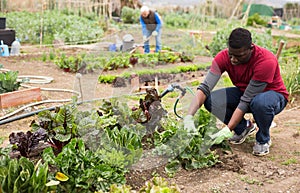 Afrikan-american man with hoe in the garden photo