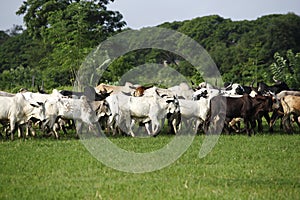 Afrikan cattle between green palms photo