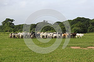 Afrikan cattle between green palms