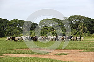 Afrikan cattle between green palms photo