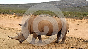 Afrikan Rhinos