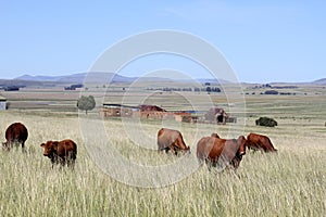 Afrikaner cows graze among the grass. East Free State, South Africa. , Noordwes, South Africa. photo