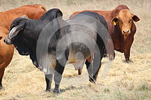 Afrikaner cows