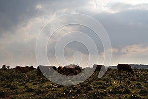 Afrikaner cows graze on top of a hill. Ventersdorp-area, Northwest, South Africa.