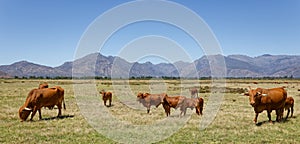 Afrikaner cows grazing on open veld near Worcester, South Africa