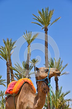 Afrique, Maroc, Marakech, chameaux, camel photo