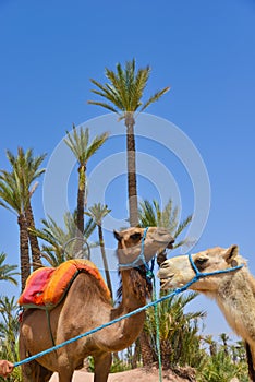 Afrique, Maroc, Marakech, chameaux, Tourisme