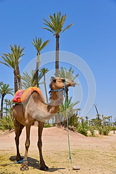 Afrique, Maroc, Marakech, chameaux, Tourisme