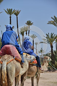 Afrique, Maroc, Marakech, chameaux, Tourisme