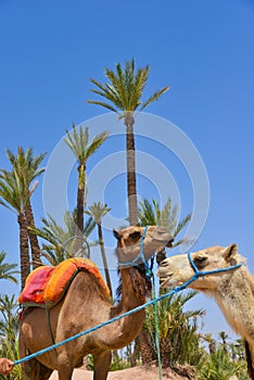 Afrique, Maroc, Marakech, chameaux, Tourisme photo