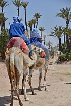 Afrique, Maroc, Marakech, chameaux, Tourisme photo