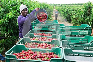 Afro american gardener bulking cherries into the crates