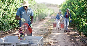 Afro american gardener bulking plums into big crate