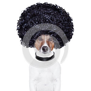 Afro look hair dog funny photo