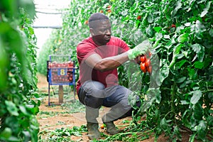 Afro male farmer harvesting tomatoes in greenhouse