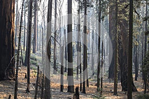 Aftermath of Fire in Forest with Burned Tree Grove