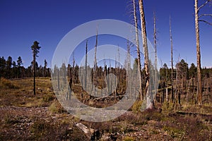 Aftermath of forest fire of 2000