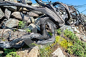 Aftermath of Gorse Fire, County Donegal - Ireland