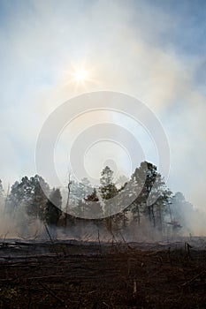 Aftermath from a prescribed fire