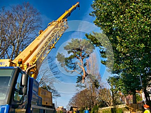 In the aftermath of Storm Arwen a scots pine tree is removed by separating the crown and lifting with a crane