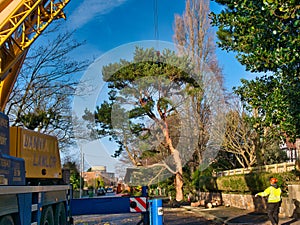 In the aftermath of Storm Arwen a scots pine tree is removed by separating the crown and lifting with a crane