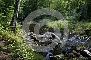 Afternoon in boreal forest at owens pond wilmington new york