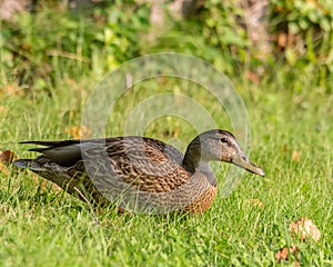 Afternoon Bright Light on a Mallard Duck with Beautiful Fall Bokeh, Lamarche, Quebec, Canada